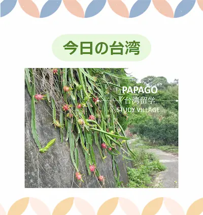 ドラゴンフルーツ