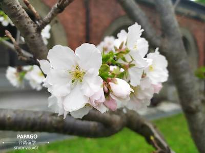 お花見 1