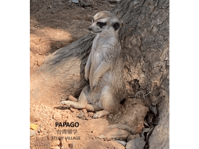 ミーアキャット 1