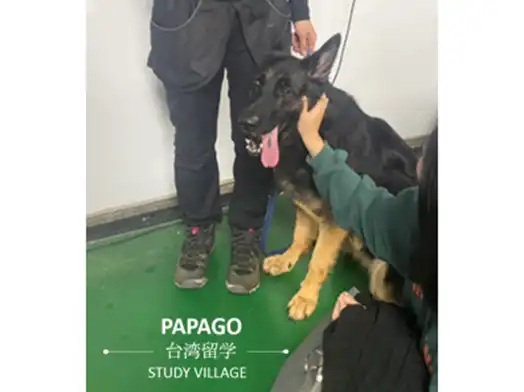 警察犬 1